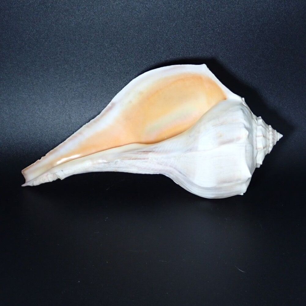 Extra Large Lightning Whelk Sea Shell 9" Long Conch Florida Gulf Mint Condition